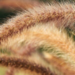 Oersterke droogteverdragers