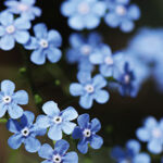 Spannende schaduwzoekers