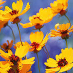 Kleurige zomerbloeiers