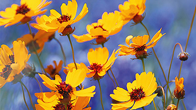 Kleurige zomerbloeiers