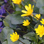 Slimme bodembedekkers