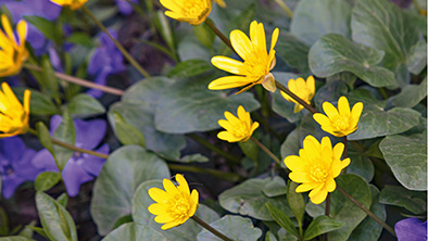 Slimme bodembedekkers