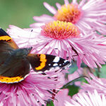 Vrolijke vlinderplanten