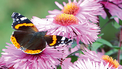 Vrolijke vlinderplanten