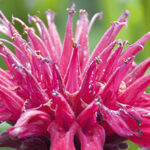 Warme nazomerbloeiers