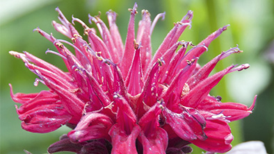 Warme nazomerbloeiers