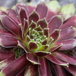 Makkelijke krachtpatsers